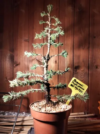 Prebonsai Pícea Glauca