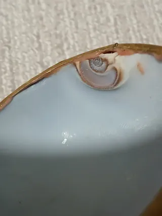 Due portagioie conchiglia vintage