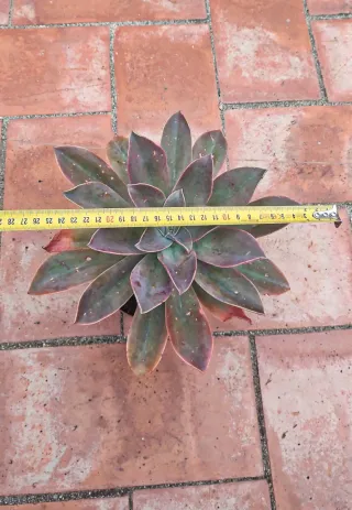 Graptoveria Fred Ives Grande Suculenta