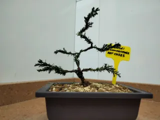 Precioso bonsái joven Chamaecyparis