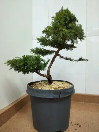 Prebonsai Cryptomeria Japonica Yokohama