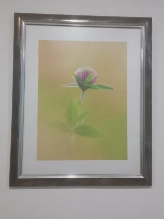 Quadro Fiore Rosa con Cornice Argentata