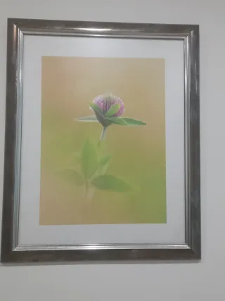 Quadro Fiore Rosa con Cornice Argentata