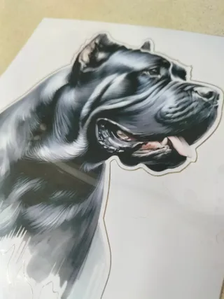 Cane corso Grande