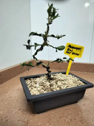 Planta Boj como Bonsái