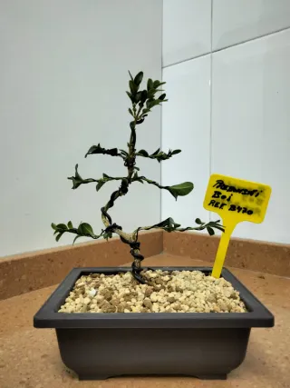 Planta Boj como Bonsái