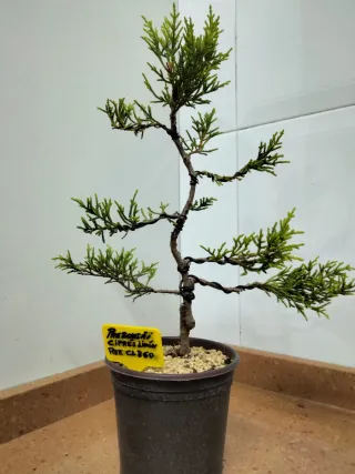 Prebonsai Ciprés limón
