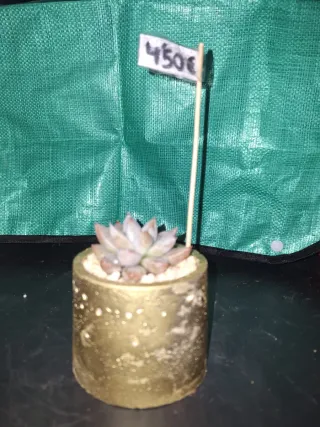 Vasi rotondi con piante grasse