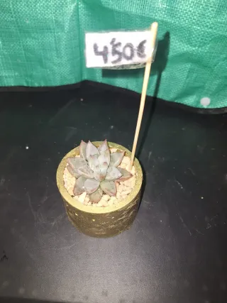 Vasi rotondi con piante grasse