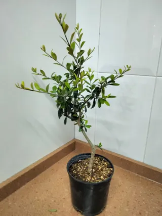 Prebonsai Acebuche
