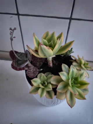 Maceta con suculentas variadas 13 cm