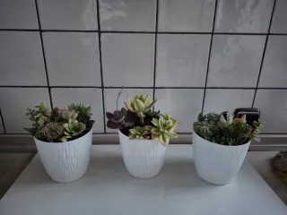 Maceta con suculentas variadas 13 cm