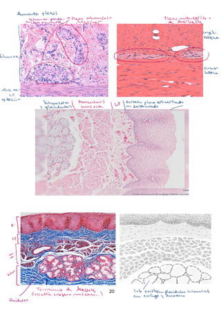 Apuntes de HISTOLOGÍA - Reconocimiento estructuras