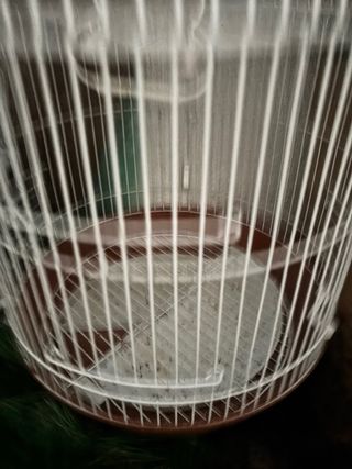 Gabbia per uccelli arancione e bianca