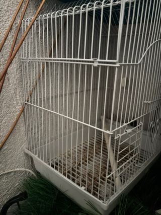 Gabbia per uccelli arancione e bianca