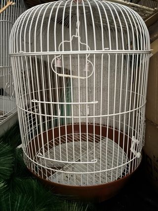 Gabbia per uccelli arancione e bianca