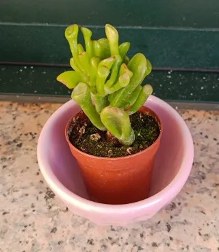 Lote 3 Suculentas Mini con Macetas Cerámica Rosa