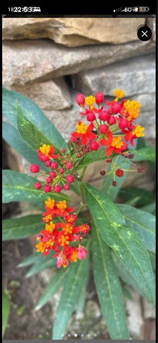 Asclepias curassavica pianta
