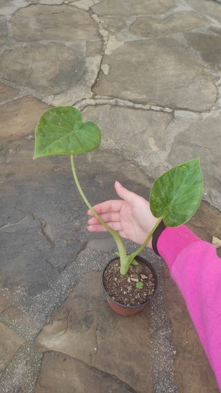 Piante Orecchie di Elefante