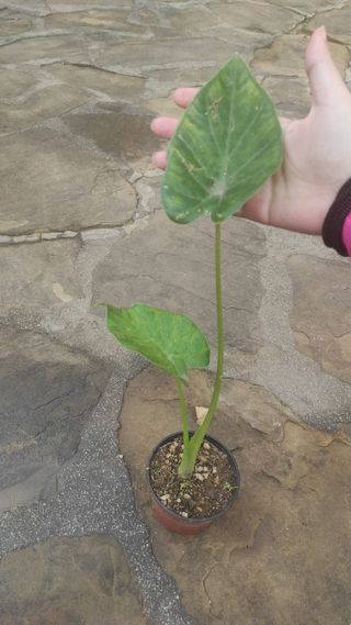 Piante Orecchie di Elefante