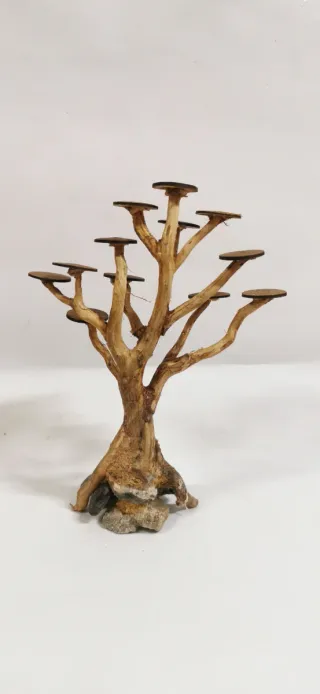 Bonsai per acquari piantati