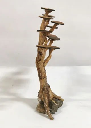 Bonsai per acquari piantati