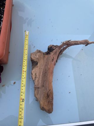 Raíz Tanuki para Acuario/Terrario