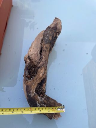 Radice Tanuki per Acquario/Terrario