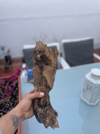 Radice Tanuki per Acquario/Terrario