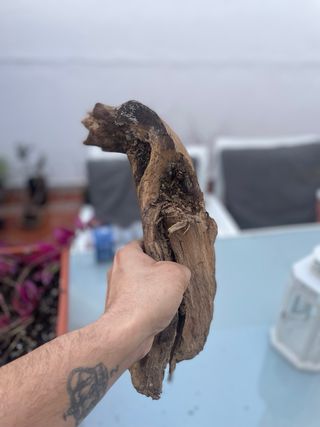 Radice Tanuki per Acquario/Terrario