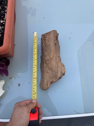 Radice Tanuki per Acquario/Terrario