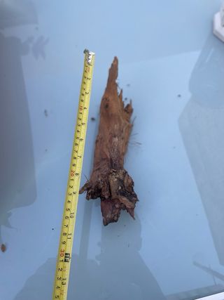 Radice Tanuki per Acquario/Terrario