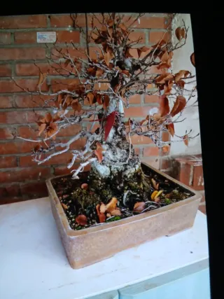 Bonsái Carpinus Coreana