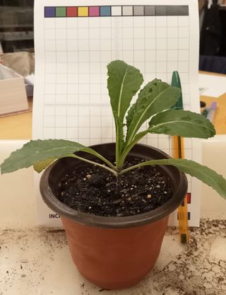 Planta Kale Nero Toscana