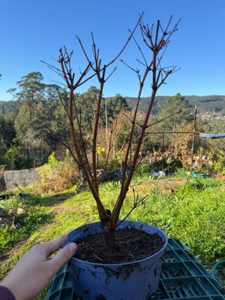 Oferta Pre bonsai Arce palmatum