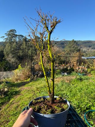 OFERTA Pre Bonsai Arce