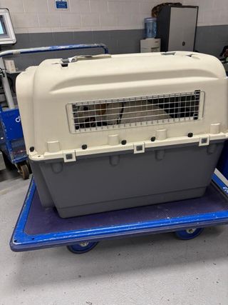 Transportín Perro Viaje Beige/Gris