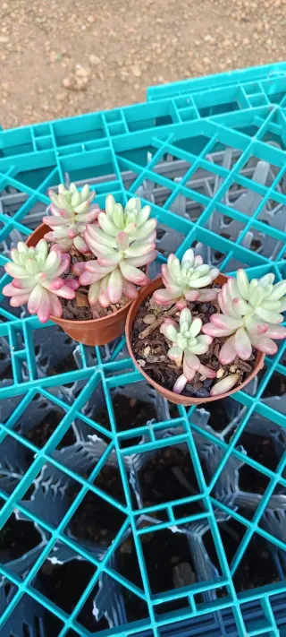 Piante grasse Sedum (2 vasi)