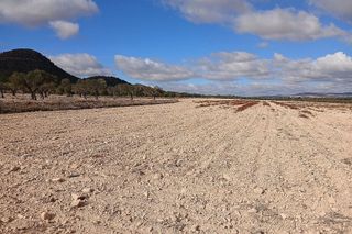 Terreno en venta en Yecla
