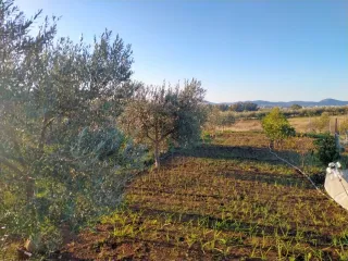 Parcela frente al vivero