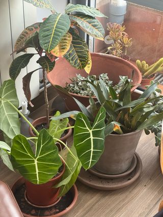 Set di vasi in ceramica e terracotta