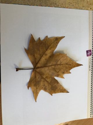 PUESTO JORNALERO CAMPAÑA BRÓCOLI