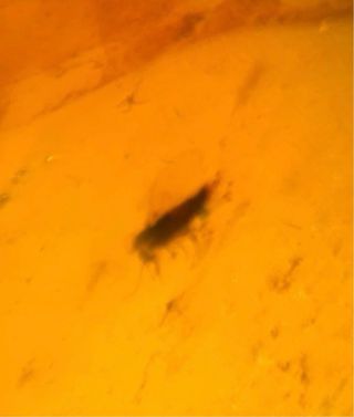 4 Ambre Fossili con Inclusione