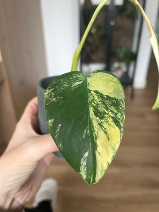 Monstera Aurea