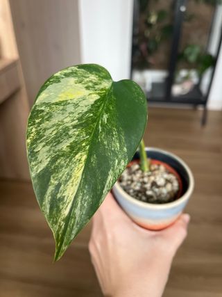 Monstera Aurea