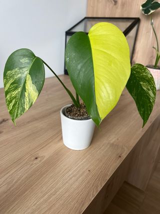 Monstera Aurea