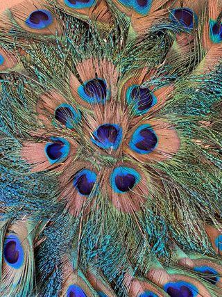 Abanico de plumas de pavo real