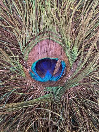 Abanico de plumas de pavo real