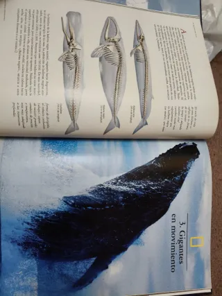 El reino animal. Los reinos del mar