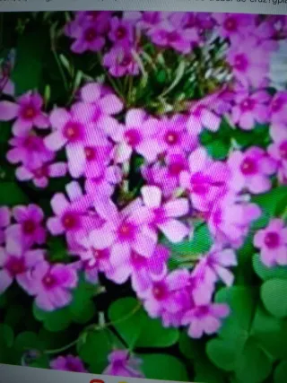 Planta de Oxalis Triangularis